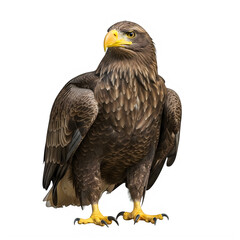 Obraz premium Majestic golden eagle portrait with intricate feather details on transparent background