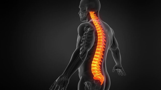 Human Spine Anatomy 3D Medical Animation Seamless Loop