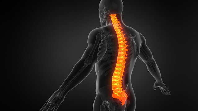 Human Spine Anatomy 3D Medical Illustration