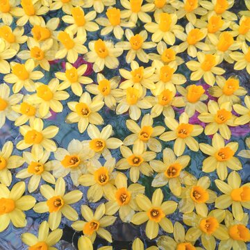 Yellow Narcissus Flowers Floating on Water Surface