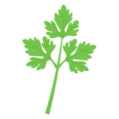 Fresh Parsley Leaf Icon