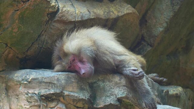 A Hamadryas baboon (Papio hamadryas) rests on the rock surface and slowly falling asleep, close up shot.