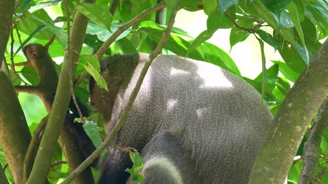 A De Brazza's monkey (Cercopithecus neglectus) rests on the tree in its natural habitat, close up shot.