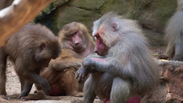 Three hamadryas baboons sit on the ground, close up shot.