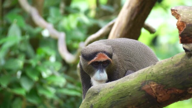 A De Brazza's monkey (Cercopithecus neglectus) looks around surroundings in its natural habitat, close up shot.