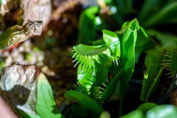 Venus Flytrap (Dionaea Muscipula) with Open Traps in Sunlight © HoyaEuny