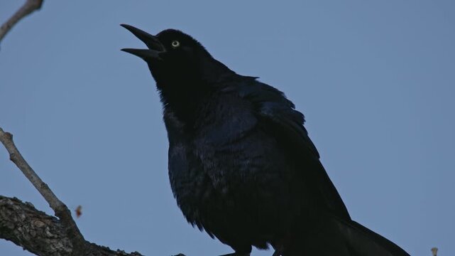 Close up of a black crow cawing