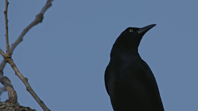 Black crow close up cawing in a tree