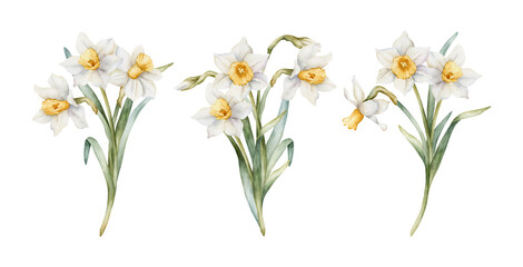 Naklejka premium Daffodil Bouquet Set Spring Bulb Flowers. Watercolor hand drawn narcissus floral illustration isolated on white background for Easter Woman's day design textile fresh print card cosmetic package