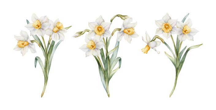 Daffodil Bouquet Set Spring Bulb Flowers. Watercolor hand drawn narcissus floral illustration isolated on white background for Easter Woman's day design textile fresh print card cosmetic package