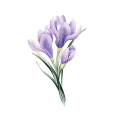 Crocus Bouquet Spring Bulb Flower. Watercolor hand drawn floral illustration isolated on white background for Easter Woman's day design home textile fresh fabric print card cosmetic package crockery © Leyla