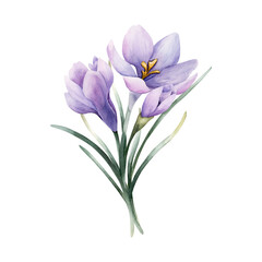 Crocus Bouquet Spring Bulb Flower. Watercolor hand drawn floral illustration isolated on white background for Easter Woman's day design home textile fresh fabric print card cosmetic package crockery © Leyla