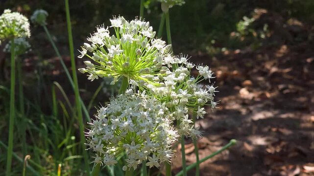 Blooming onion flower close uo shot 