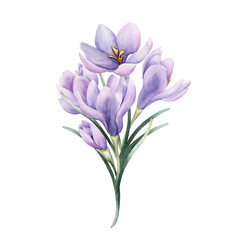 Crocus Bouquet Spring Bulb Flower. Watercolor hand drawn floral illustration isolated on white background for Easter Woman's day design home textile fresh fabric print card cosmetic package crockery © Leyla