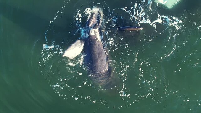 Mother cares calf. Aerial view pod of bowhead whale spouting hug play. Bowhead whale family swimming together in calm blue ocean water, Whale watching of migrate Baleen whales South Africa. Shark