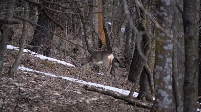 Slow motion: single young Roe deer walking and hiding in alpine forest. Wildlife scene in Italian Alps, natural behavior captured in 4k slow motion