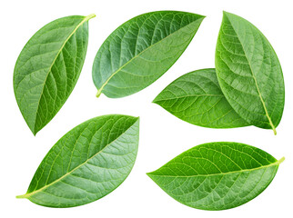 Fototapeta premium Blueberry leaf collection. Leaf blueberry PNG. Blueberry leaf macro studio photo
