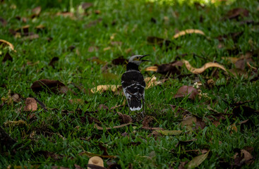 Obraz premium Colorful starlings among the greenery of Lumpini Park in Bangkok on a sunny day.
