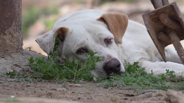 Sleeping Street Dog Resting on Ground Close-Up in Urban India