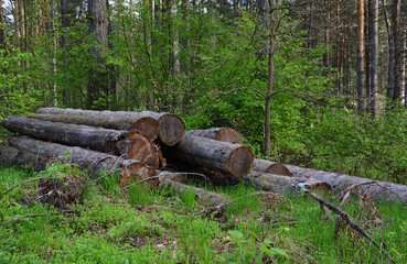 Obraz premium a close up of Pile of Cut Logs in a Green Forest