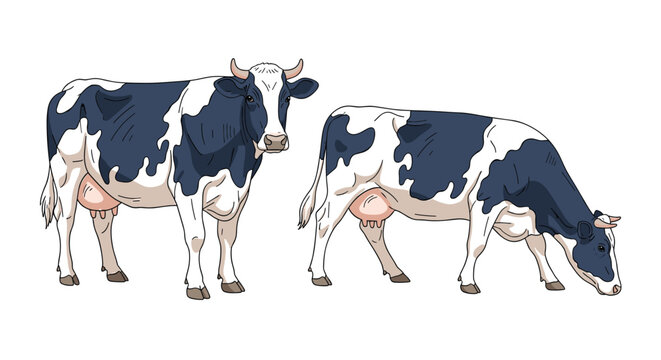 Realistic illustration of two Holstein cows with black and white spots standing and grazing on a plain white background.