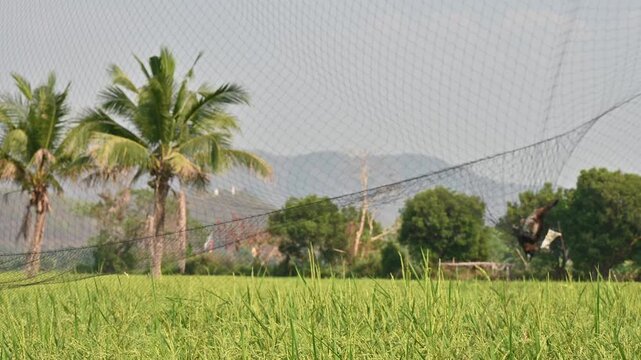 A dead bird trapped in a net. A bird flies into the net and falls to a fold at the bottom of the net where it usually gets entangled.
