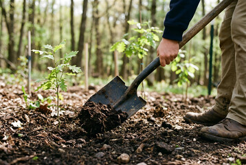 Person planting small tree with shovel in forest soil, new beginnings, 4k ultra hd wallpaper desktop
