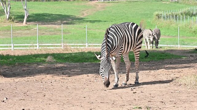 Footage of Zebras living in wildlife conservation area. Zebra is species of African horse family unique with having black an white strippit coats.