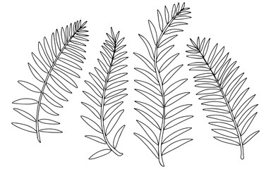 Set of hand-drawn black and white line art illustrations depicting various fern leaves. © DKS VECTOR