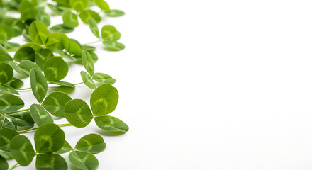 Obraz premium Fresh green clover leaves with three petals arranged on left side of white background natural plant texture copy space