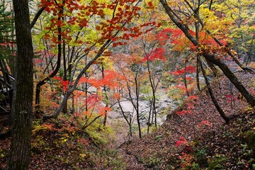 Colorful autumn forest in Russia with red and yellow maple foliage above a rocky riverbed. Quiet wilderness scene with natural fall colors.