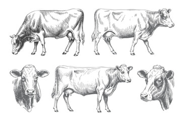 Collection of farm cows illustrated in vintage ink engraving line art. Engraved farm cattle drawings isolated on white background. © Ranjit
