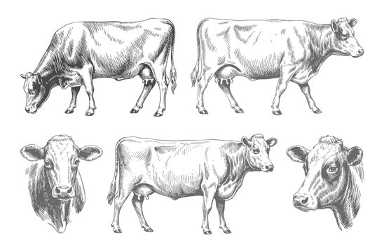Collection of farm cows illustrated in vintage ink engraving line art. Engraved farm cattle drawings isolated on white background.