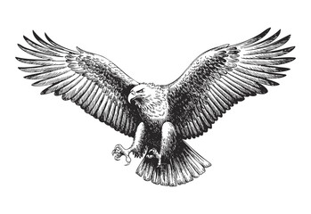 Fototapeta premium Flying eagle engraving illustration with spread wings in vintage retro ink line art.