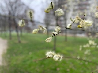 Fototapeta premium Una pianta di Salicone, Salix Caprea, Salice delle Capre, fotografata a Citylife a Milano, in Italia