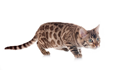 bengal kitten in studio © cynoclub