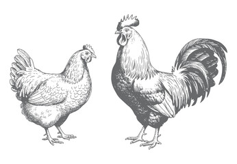 Rural farm chicken and rooster drawing in vintage engraving ink style. Vintage chicken and rooster engraving illustration. © Ranjit