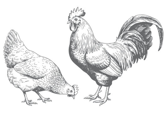 Rural farm chicken and rooster drawing in vintage engraving ink style. Vintage chicken and rooster engraving illustration.
