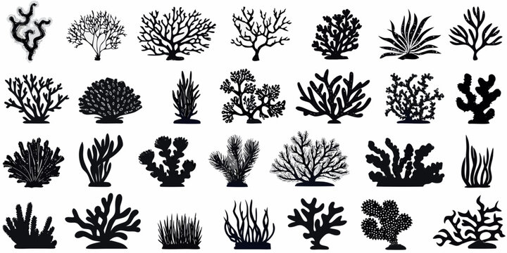 Collection of diverse black silhouette coral and seaweed illustrations