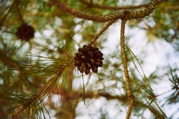 szyszka  © Marcin Łazarczyk