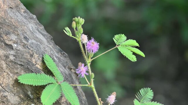 Mimosa pudica flower. Its common name is sensitive plant, sleepy grass,&nbsp;sleepy plant,&nbsp;action plant,&nbsp;humble plant,&nbsp;touch me not, touch and die,&nbsp;shame plant and&nbsp;shy plant. 