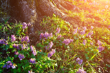 Spring forest landscape - spring flowers of Corydalis halleri lit by sunset light under the tree in the forest © syntheticmessiah