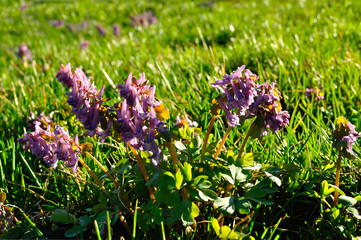 Spring flowers of Corydalis halleri in spring blossom, closeup © syntheticmessiah