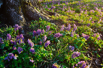 Spring nature landscape - blooming mauve flowers of Corydalis halleri under the tree in the forest © syntheticmessiah