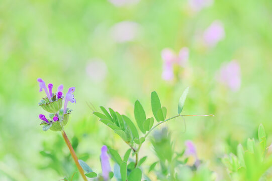 Henbit deadnettle flower in spring meadow with soft green background