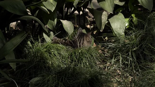 Tabby Cat Camouflaged in Tall Grass.mp4