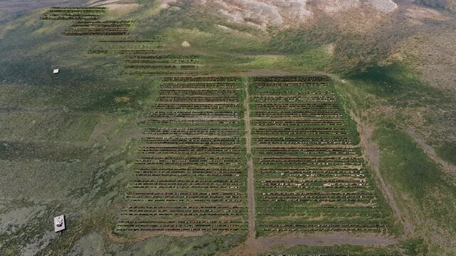 Aerial view of Hood Canal oyster farming, with aquaculture rows stretching through calm waters along the forested Olympic Peninsula shoreline.