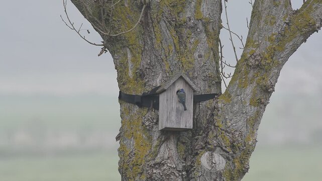 m&eacute;sange qui d&eacute;couvre un nichoir