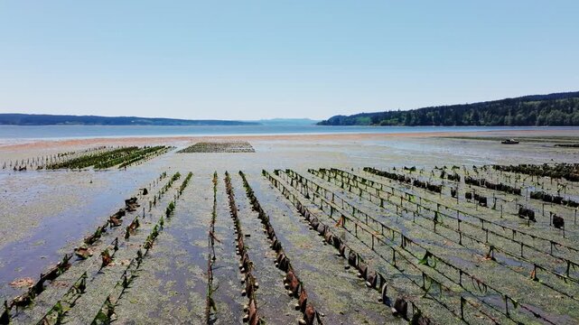 Drone shot of oyster beds along Hood Canal, Washington, revealing shellfish farming activity set against a scenic and tranquil coastal backdrop.