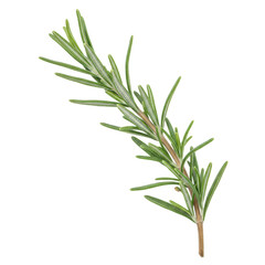 Fototapeta premium A vibrant, fresh rosemary branch with silvery-green leaves, meticulously detailed, gently curving, isolated on a transparent studio background with copy space, natural purity concept